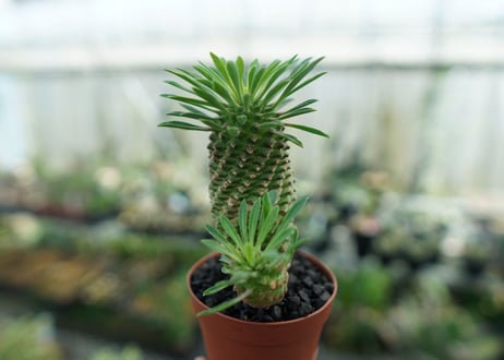 ユーフォルビア　ソテツキリン "パイナップルコーン"　Euphorbia sotetsukirin  No.3
