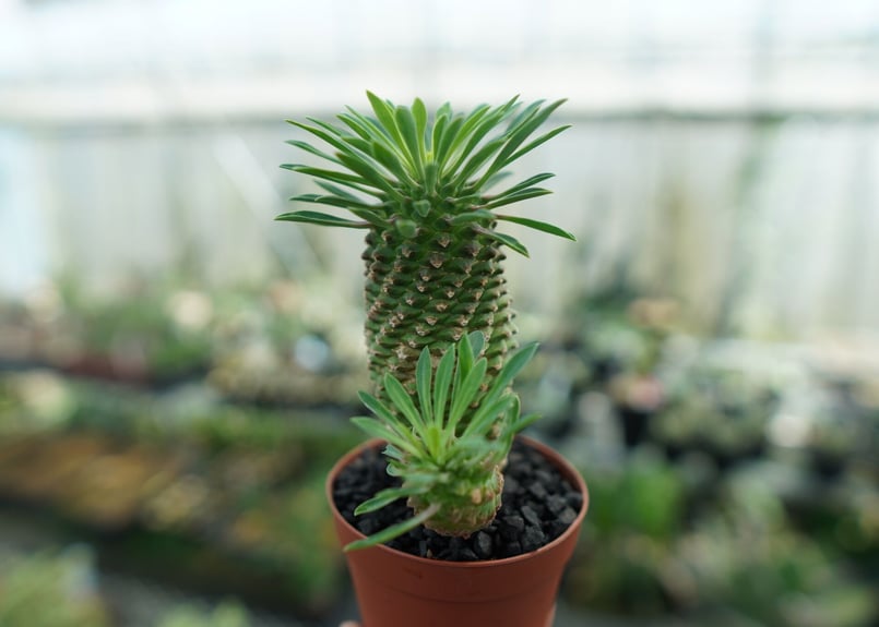 ユーフォルビア ソテツキリン 