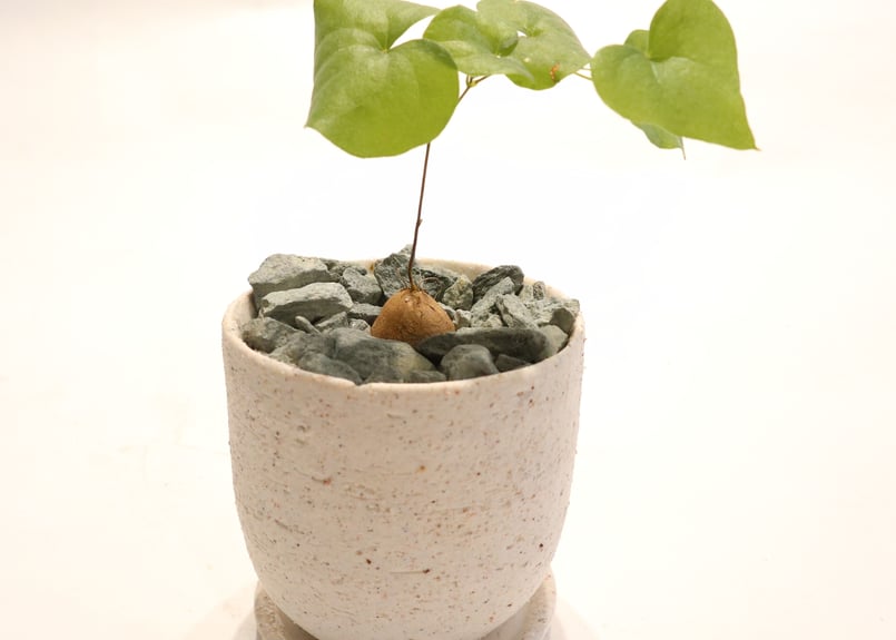 亀甲竜 実生 | mana's farm:塊根植物・アガベ・ドライガーデン植物販売