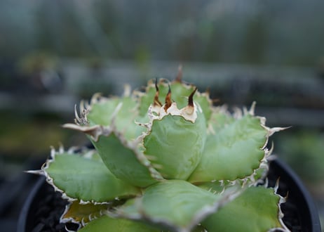 アガベ　チタノタ　フィリグリー　agave titanota filigree