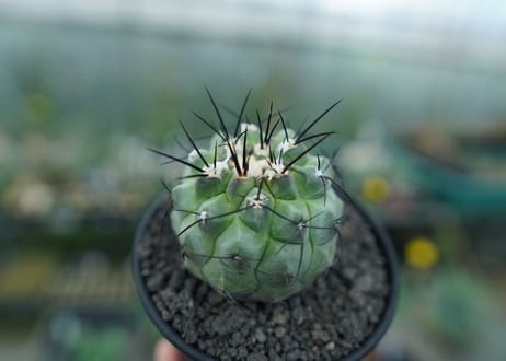 コピアポア　モンタナ 　”妖鬼玉”　Copiapoa montana