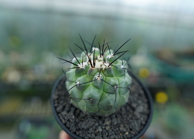 コピアポア モンタナ ”妖鬼玉” Copiapoa montana | mana