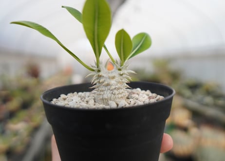 パキポディウム　恵比寿大黒 Pachypodium Densicaule　No.2