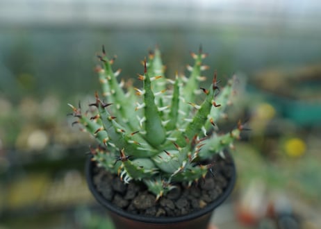 アロエ　エリナケア　Aloe erinacea