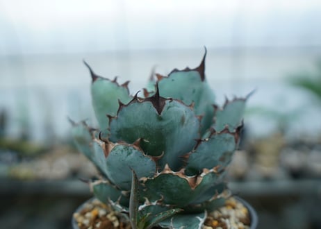 アガベ　チタノタ　 ブラックアンドブルー 　Agave titanota black and blue　NO.9