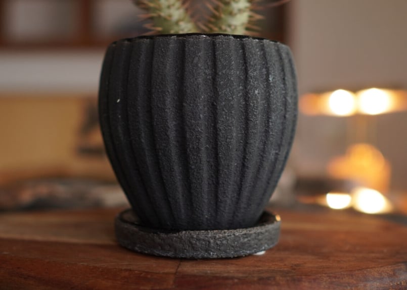 パキポディウム・ロスラーツム ドラケイ 2頭 Pachypodium rosulatum va