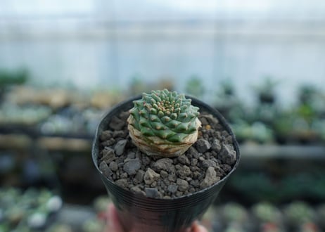 ユーフォルビア　オベサ×鉄甲丸　Euphorbia obesa×bupleurifolia