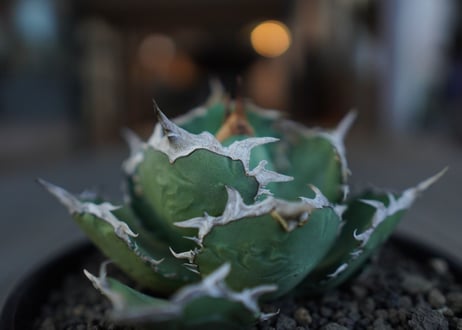 アガベ　チタノタ　FO76　agave titanota FO76