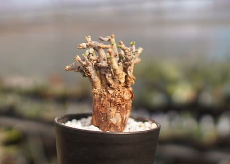 Ceraria pygmaea ケラリア ピグマエア　No.32