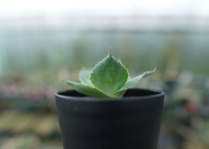 アガベ ポタトラム トレードウィンズ Agave potatorum