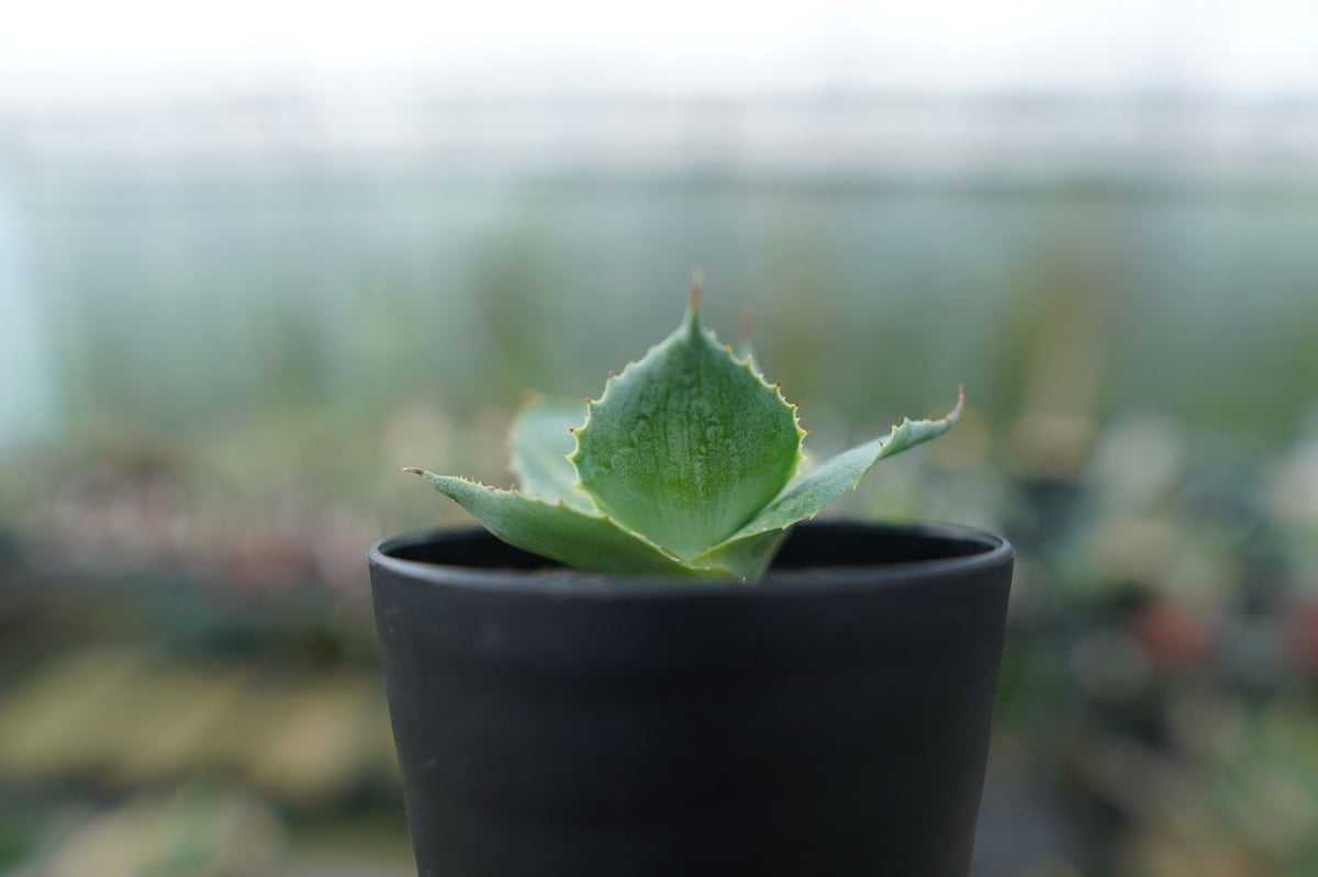 アガベ ポタトラム トレードウィンズ Agave potatorum Tradewinds N