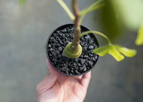 アデニア　グラウカ　Adenia glauca