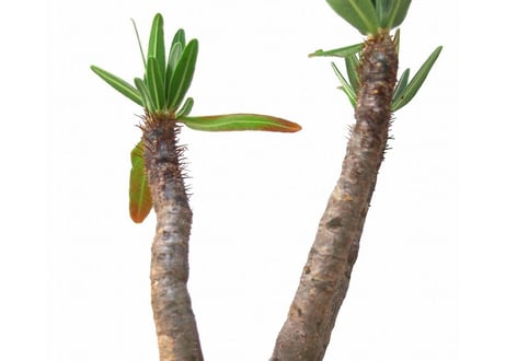 Pachypodium    パキポディウム　グラキリス   №３