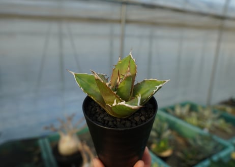 アガベ　チタノタ 　Agave titanota　No.5