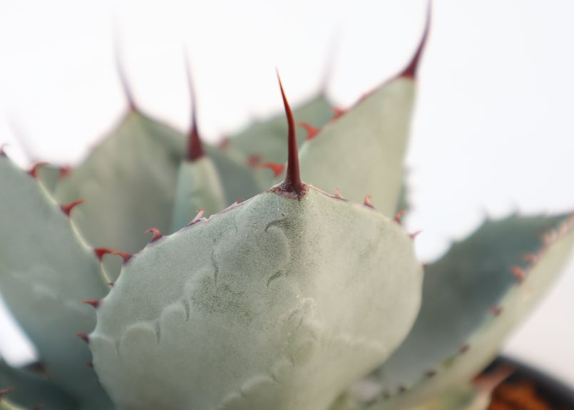 アガベ パリー トランカータ Agave parryi truncata huntington