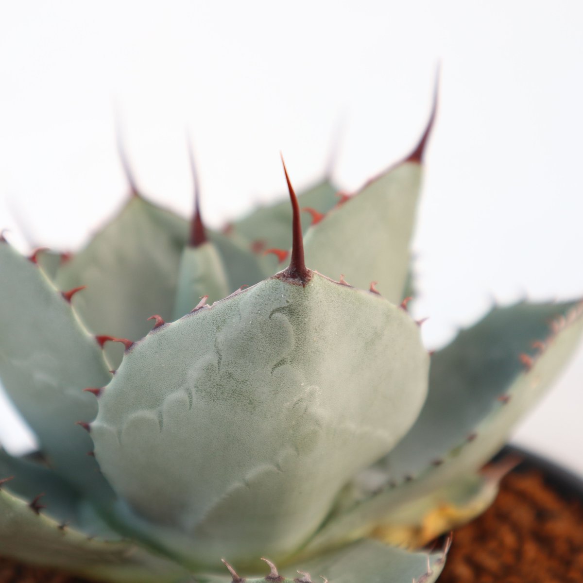 アガベ　トランカータ アガベ トランカータ Agave parryi var. truncata｜多肉植物図鑑