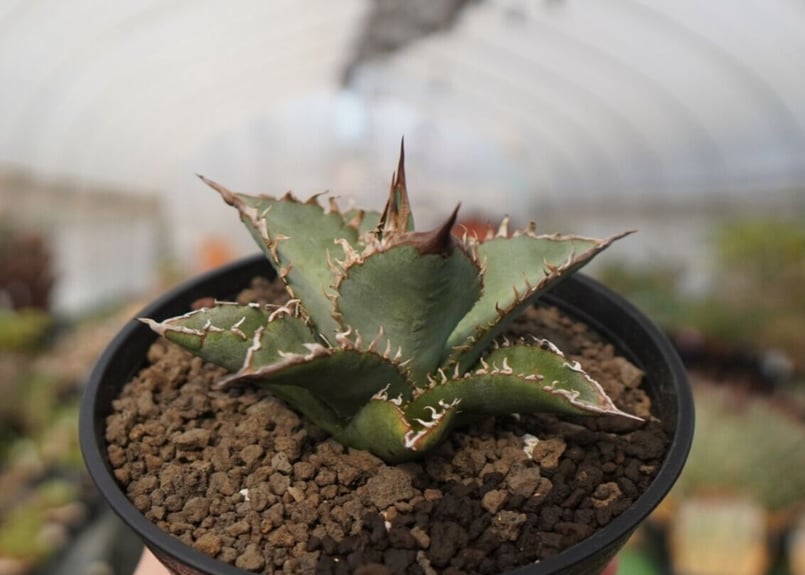AGAVE OTEROI OAXACA 実生株 Agave フラワー・ガーデニング AGAVE OTEROI OAXACA 2024年実生株