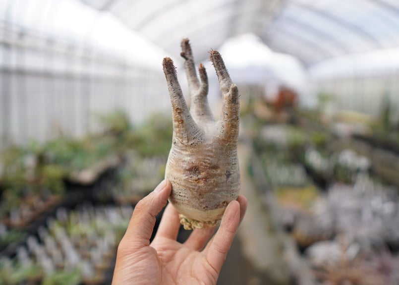 パキポディウム・グラキリス 抜き苗 〈21〉 | mana's farm:塊根植物