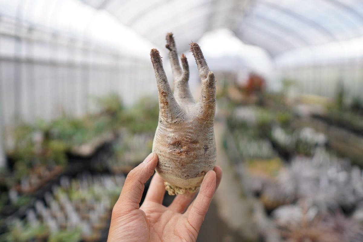 パキポディウム・グラキリス 抜き苗 〈21〉 | mana 