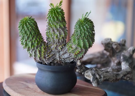 Euphorbia azarashi