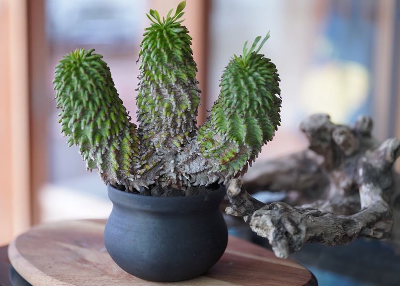 Euphorbia azarashi | mana's farm:塊根植物・アガベ・ドライガー