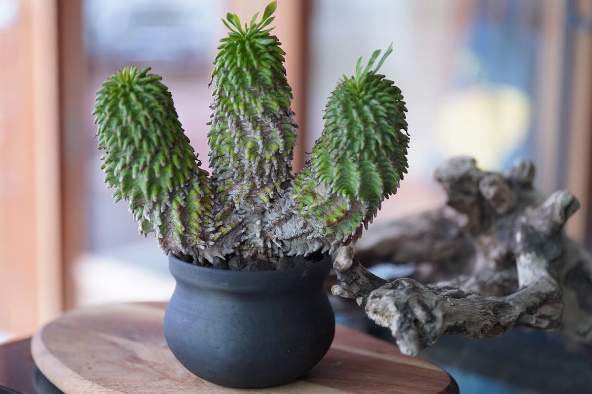 よしにゃあ スピラリス 柱サボテン アガベ ユーフォルビア よしにゃあ