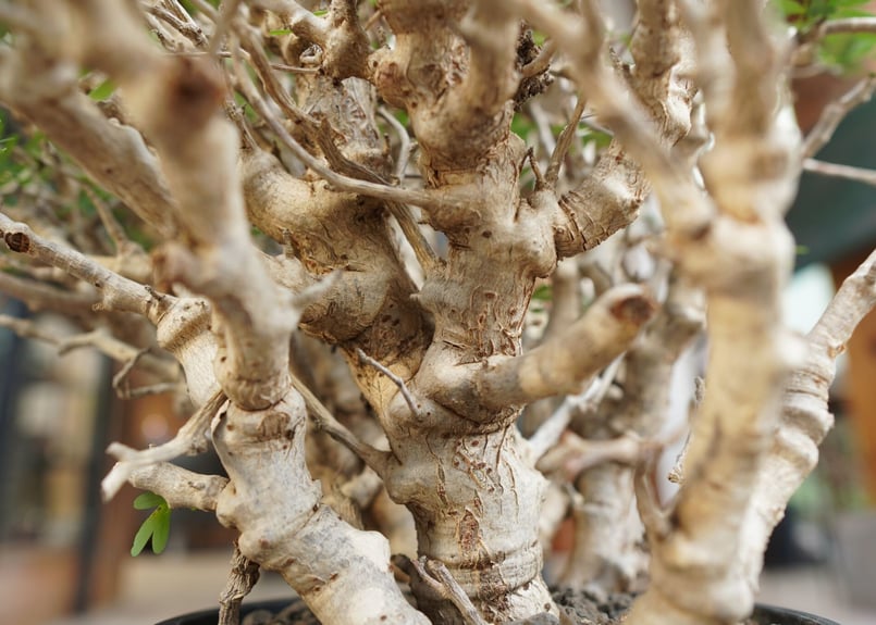 センナメリディオナリス センナ メリディオナリス Senna meridionalis No.3 | mana's f