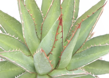 Agave purpusorum