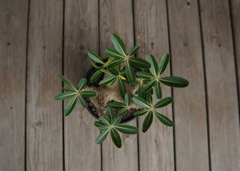 パキポディウム デンシフローラム Pachypodium densiflorum | mana