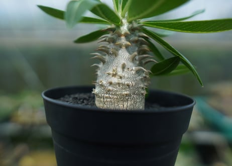 パキポディウム　恵比寿大黒　Pachypodium Densicaule　No.7