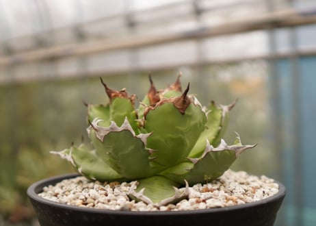 アガベ　titanota  dwarf　No.5
