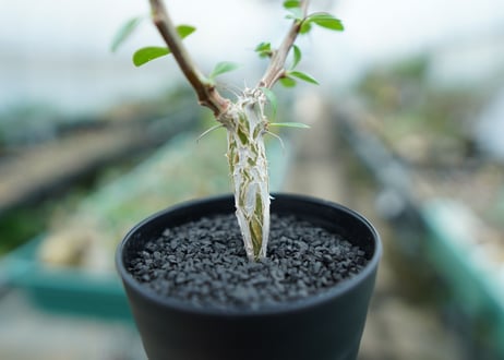 フォークイエリア　フォルモサ　Fouquieria formosa