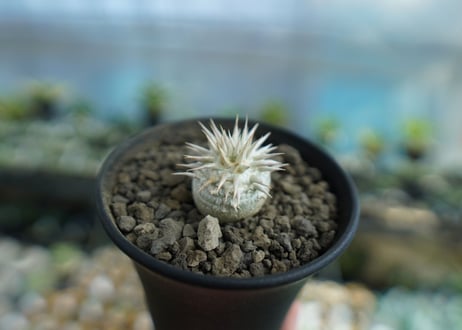 パキポディウム　恵比寿大黒　Pachypodium Densicaule