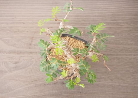 センナ メリディオナリス Senna meridionalis no.2