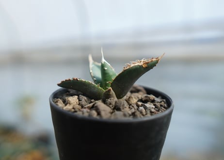 アガベ　チタノタ　狼人　agave titanota "狼人"　No.2