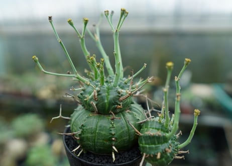 ユーフォルビア　バリダ　Euphorbia valida　No.9