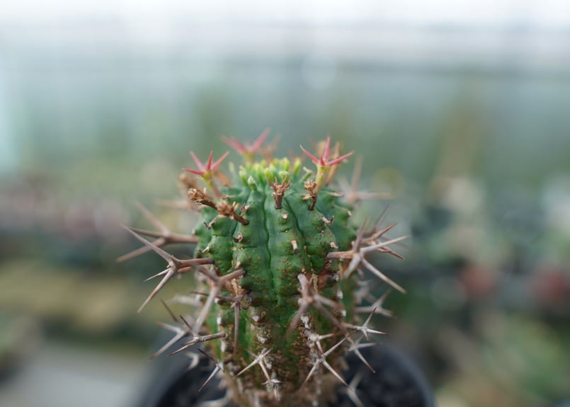 ユーフォルビア 群星冠 Euphorbia stellispina | mana's gree ユーフォルビア 群星冠 Euphorbia stellispina | mana's gree