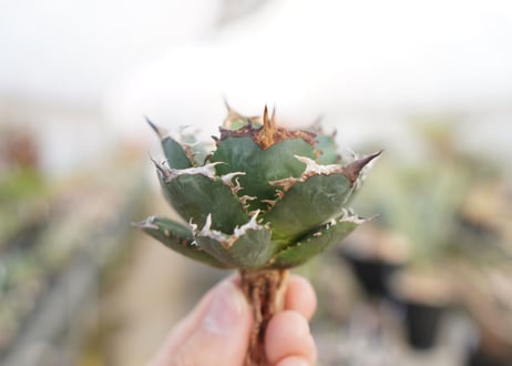 agave titanota  FO-76　No.7