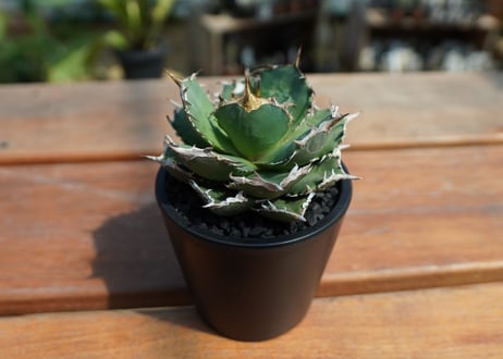 アガベ　チタノタ　FO-76　agave titanota  FO-76　No.1