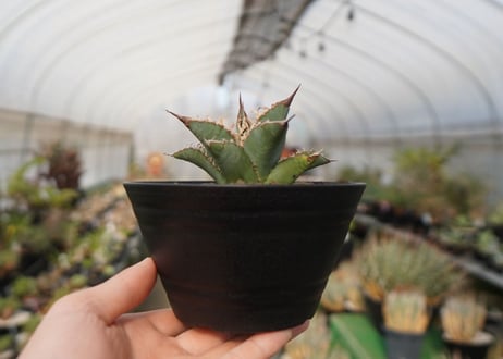agave oteroi oaxaca NO.1