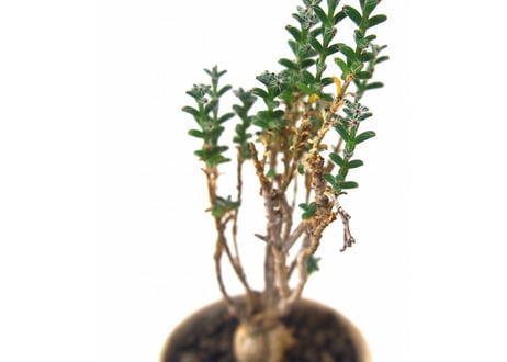 姫紅小松　Trichodiadema bulbosum  №１