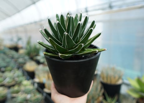 アガベ　笹の雪　Agave victoriae reginae