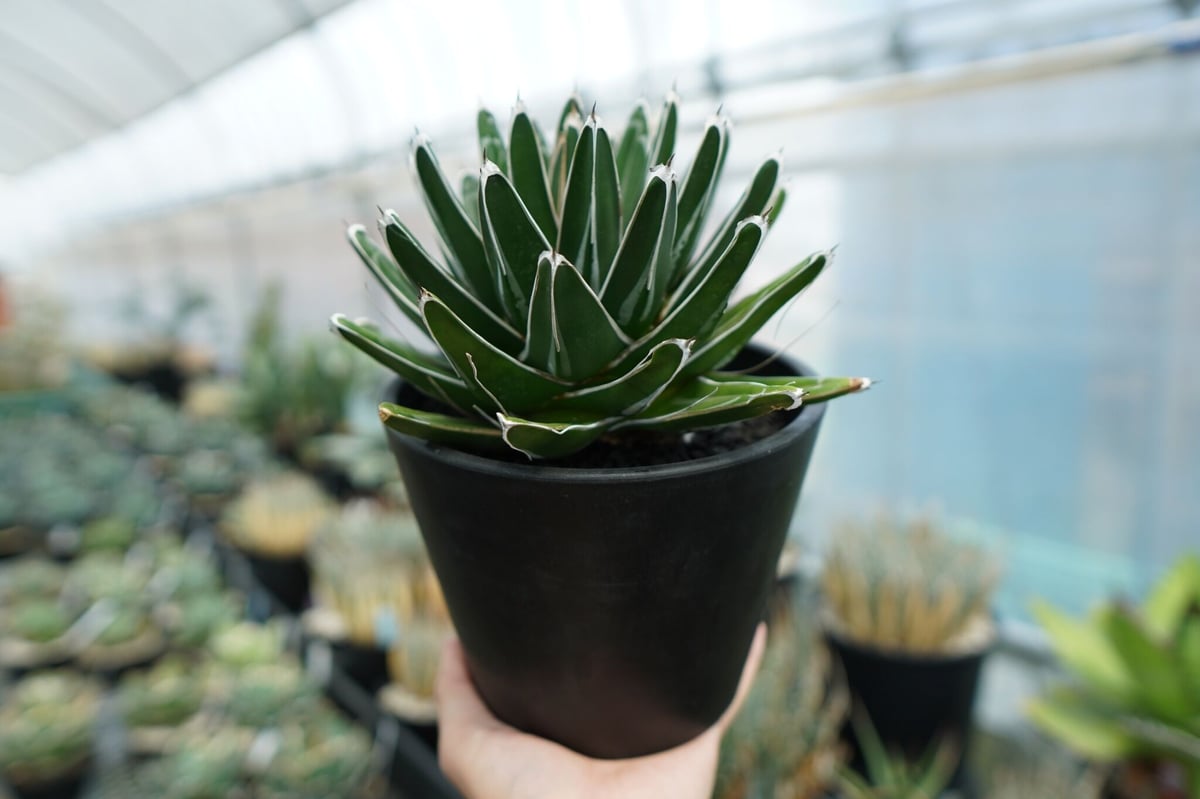 アガベ 笹の雪 Agave victoriae reginae | mana's green: アガベ 笹の雪 Agave victoriae reginae | mana's green: