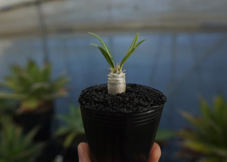 パキポディウム　デンシフローラム　Pachypodium densiflorum