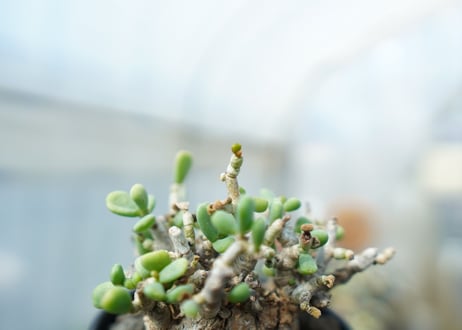 ケラリア　ピグマエア　Ceraria pygmaea 　No.4