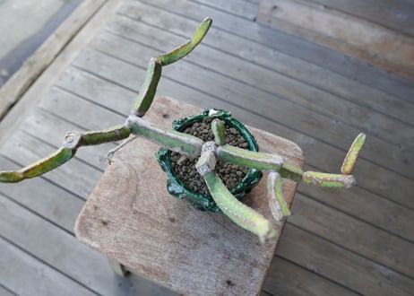 ヘテロクロマ　Euphorbia heterochroma
