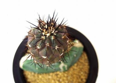Copiapoa cinerea　コピアポア  黒王丸　接ぎ木