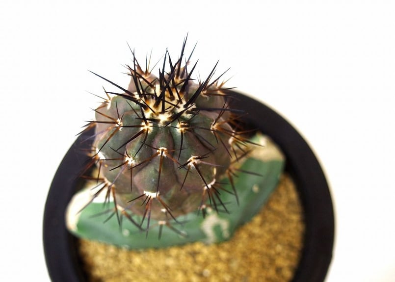 Copiapoa cinerea コピアポア 黒王丸 接ぎ木 | mana's green: Copiapoa cinerea コピアポア 黒王丸 接ぎ木 | mana's green: