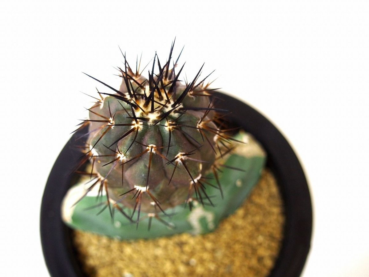 Copiapoa cinerea コピアポア 黒王丸 接ぎ木 | mana's green: Copiapoa cinerea コピアポア 黒王丸 接ぎ木 | mana's green:
