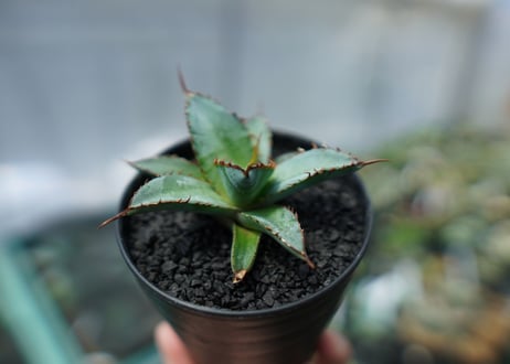 アガベ　チタノタ　 ブラックアンドブルー 　Agave titanota black and blue　No.2